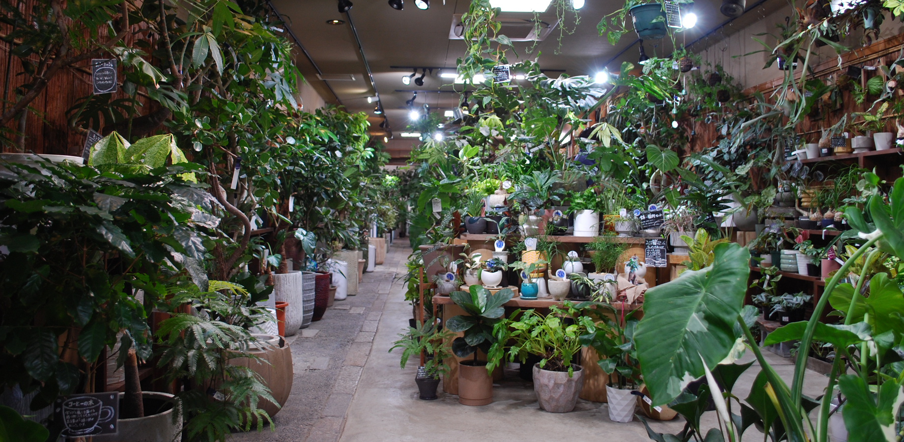 ただす 京都 堺町御池の観葉植物販売