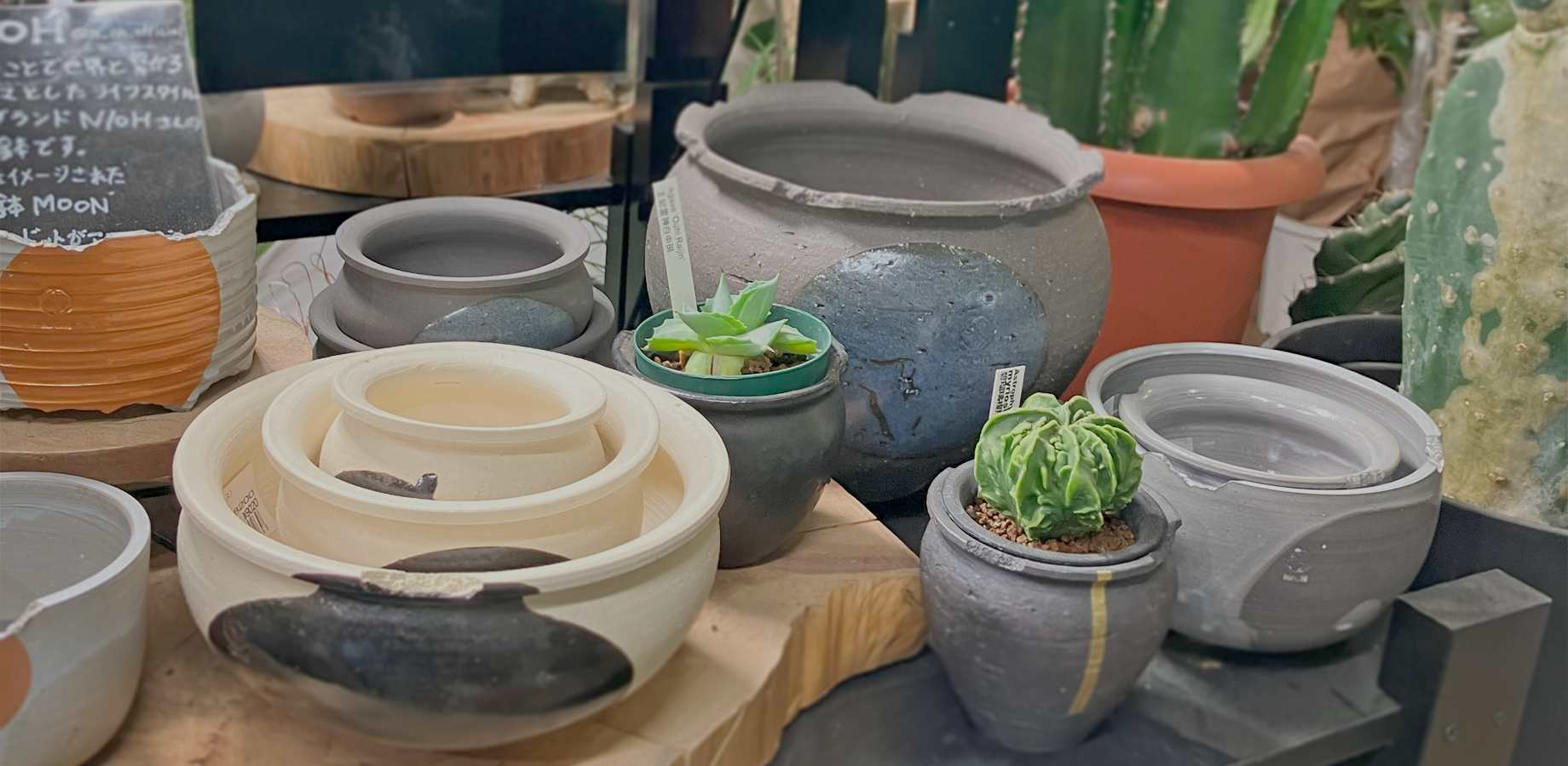 ただす 京都 堺町御池の観葉植物販売