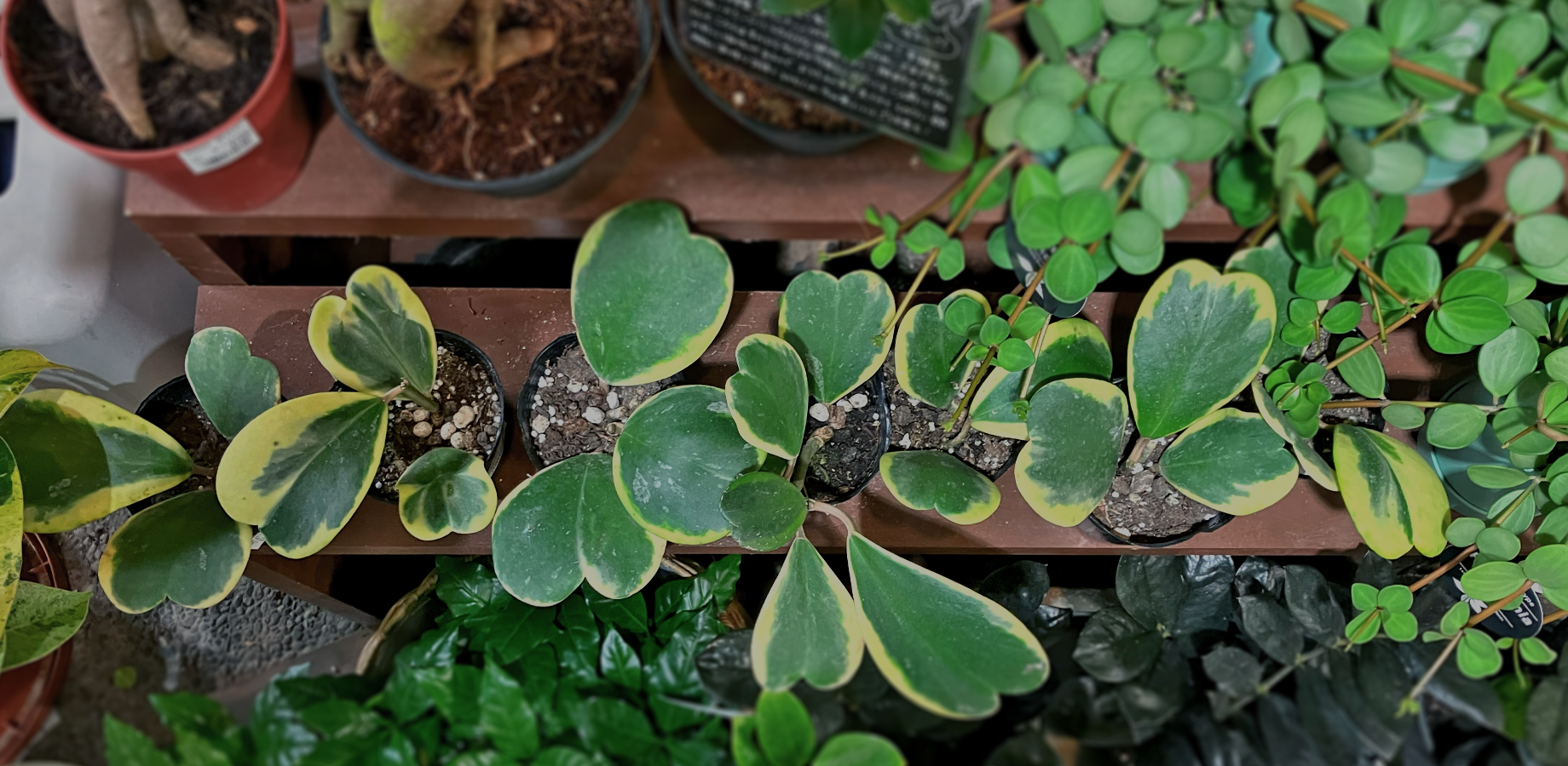 ただす 京都 堺町御池の観葉植物販売