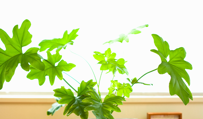 観葉植物販売 ただすについて