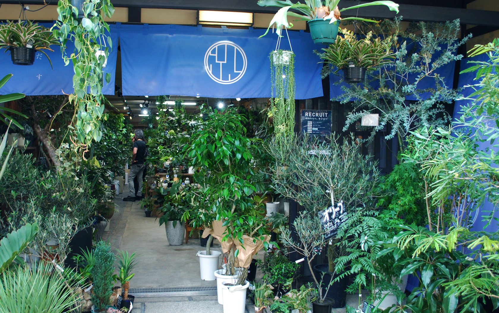 観葉植物販売 ただすについて