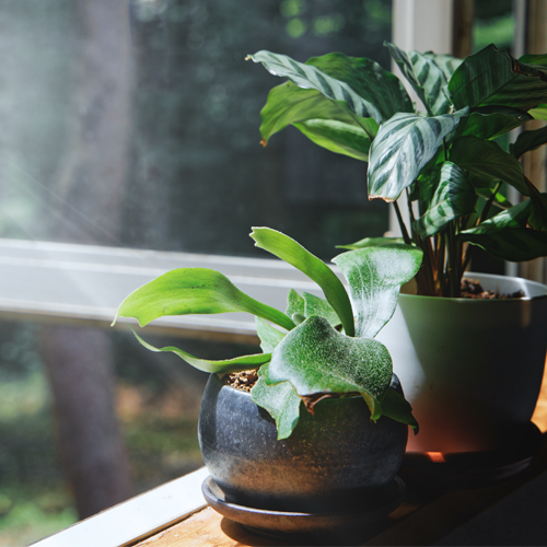 観葉植物販売 ただすについて