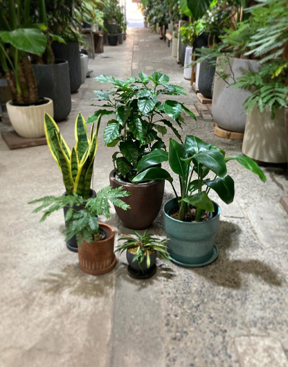 観葉植物販売 ただすについて