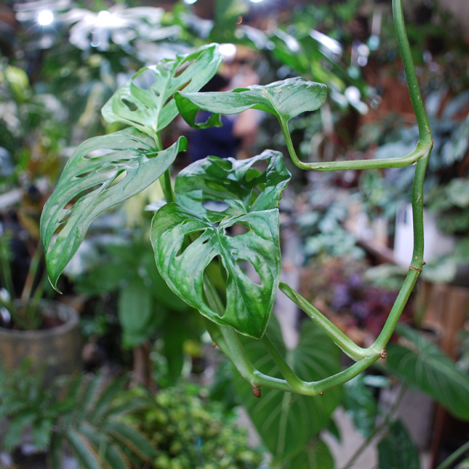 観葉植物販売 ただすについて