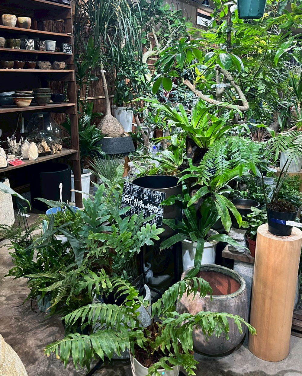 観葉植物販売 ただすについて