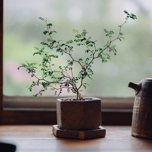 観葉植物販売 ただすについて