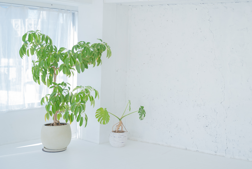 観葉植物販売 ただすについて