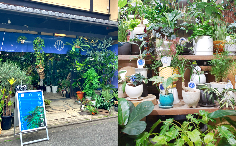 観葉植物販売